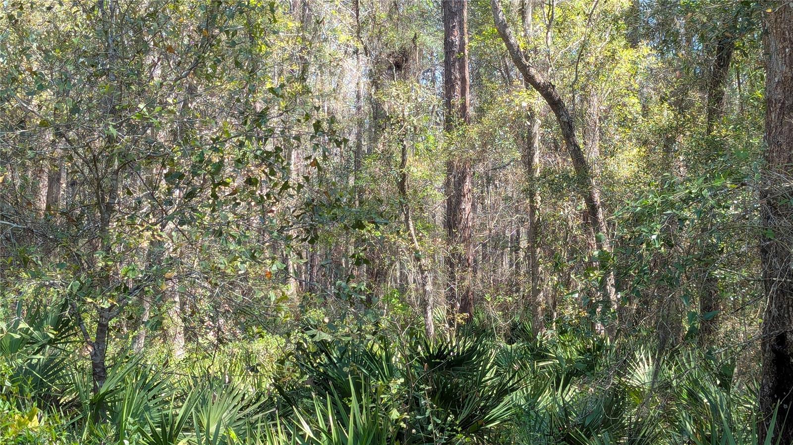 Image 7 of 7 For Tbd County Road 234