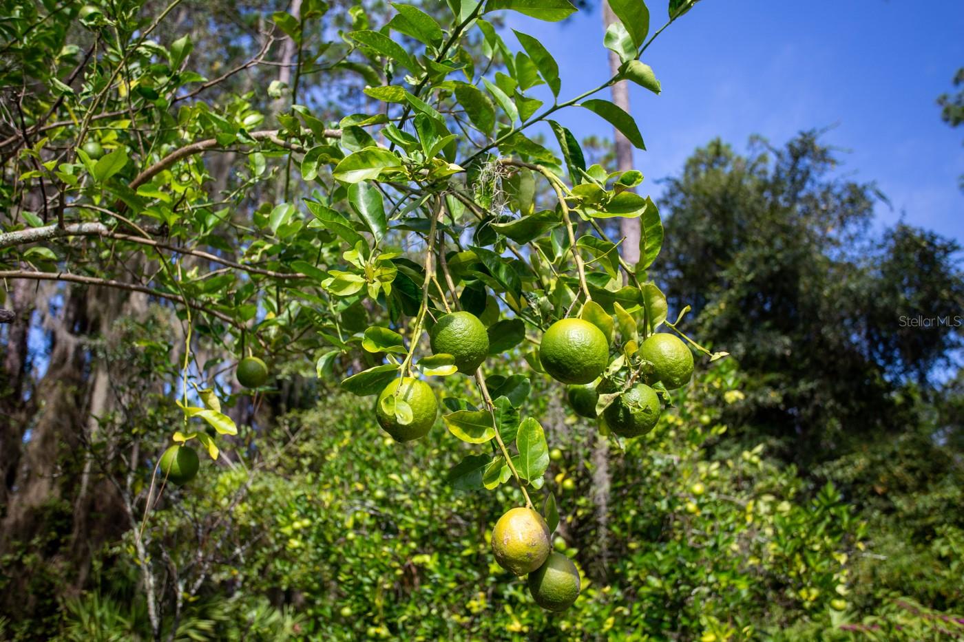 Image 56 of 67 For 299 Riley Lake Drive