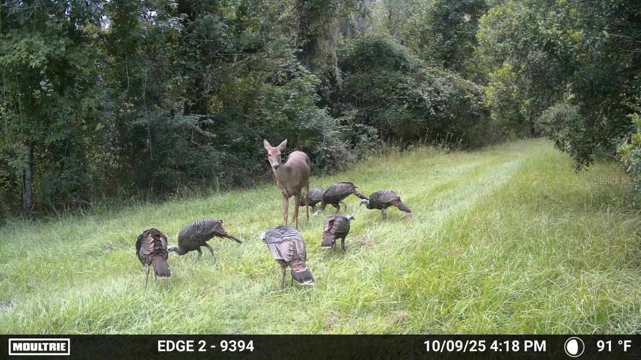 Image 13 of 74 For 11804 County Road 234