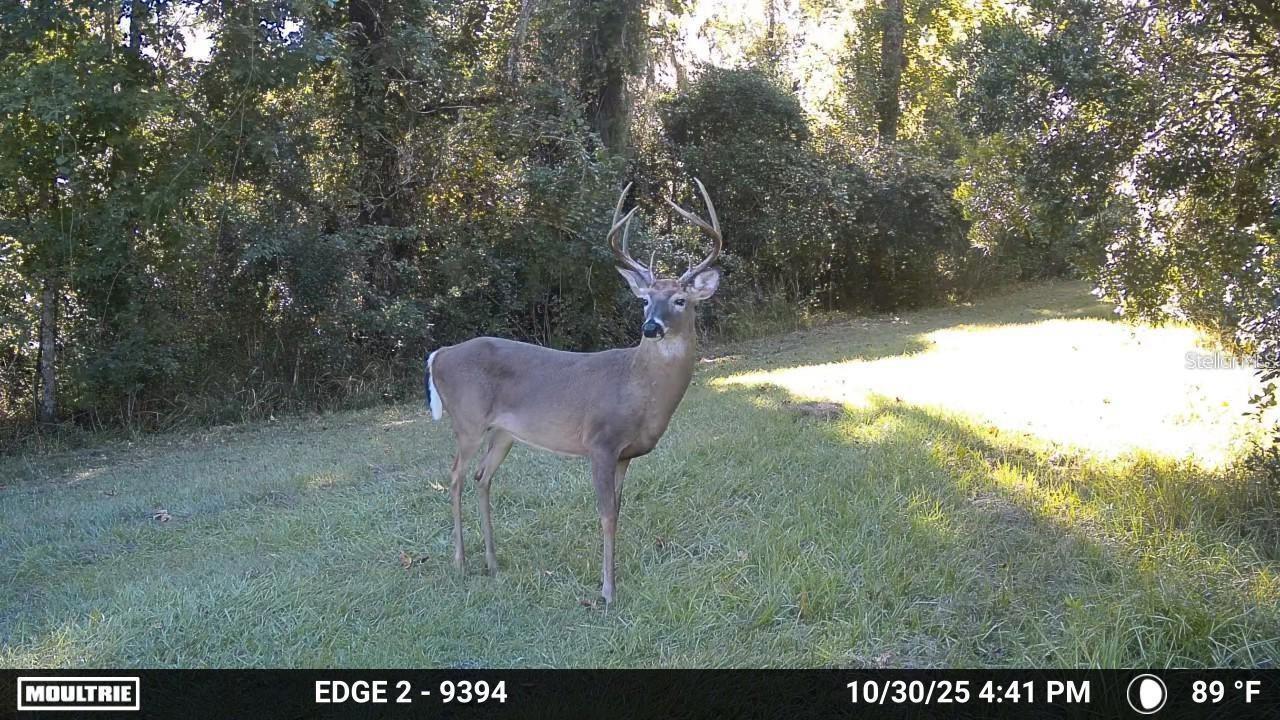 Image 4 of 74 For 11804 County Road 234