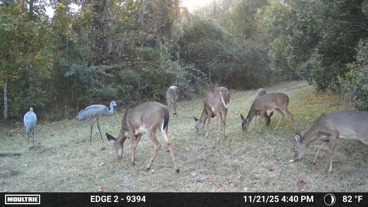 Image 11 of 74 For 11816 County Road 234