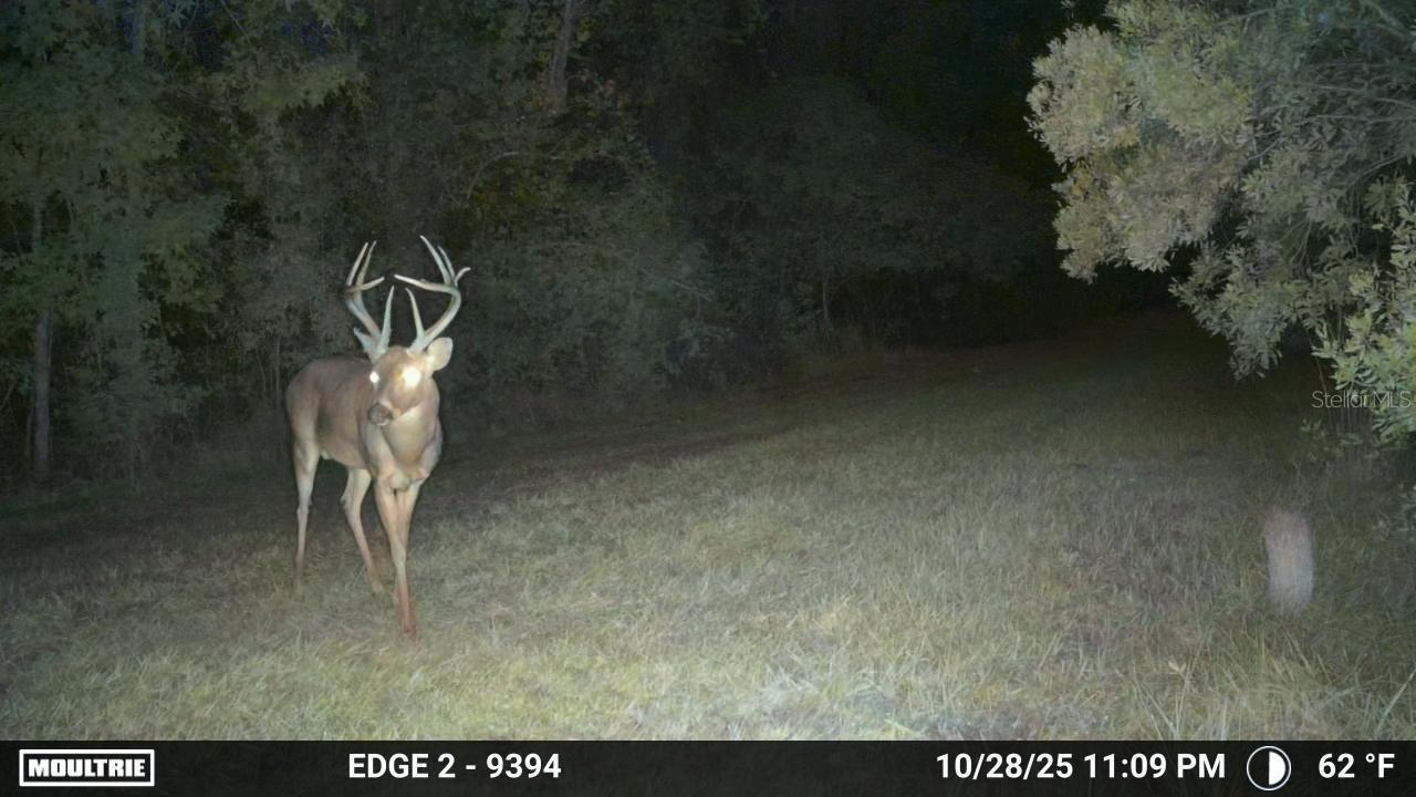 Image 38 of 74 For 11816 County Road 234