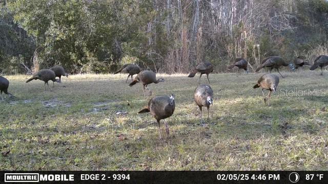 Image 66 of 74 For 11816 County Road 234