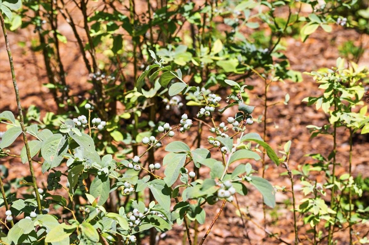 Image 56 of 76 For 8386 Austin Road