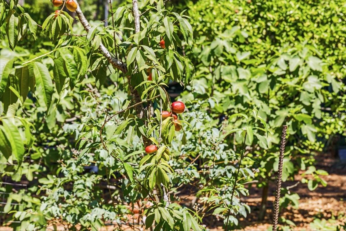 Image 57 of 76 For 8386 Austin Road