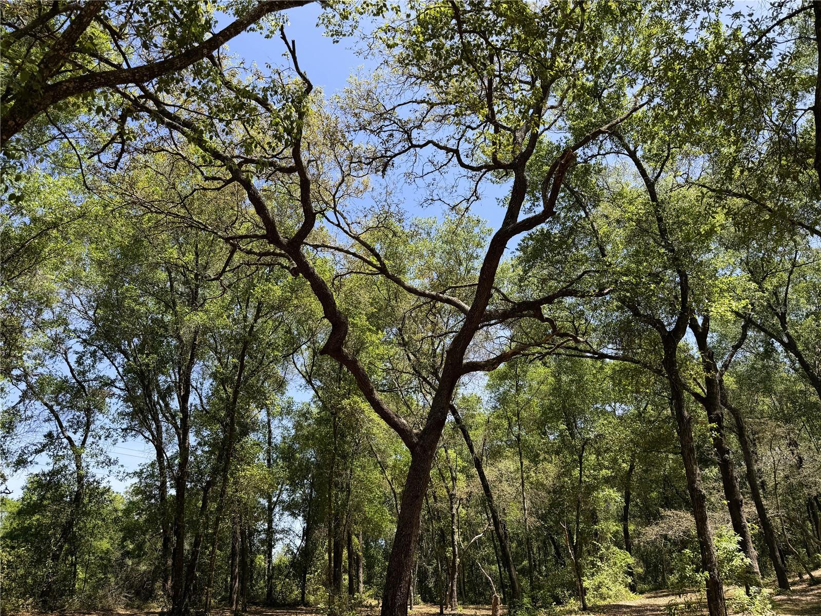 Image 5 of 14 For Cypress Street