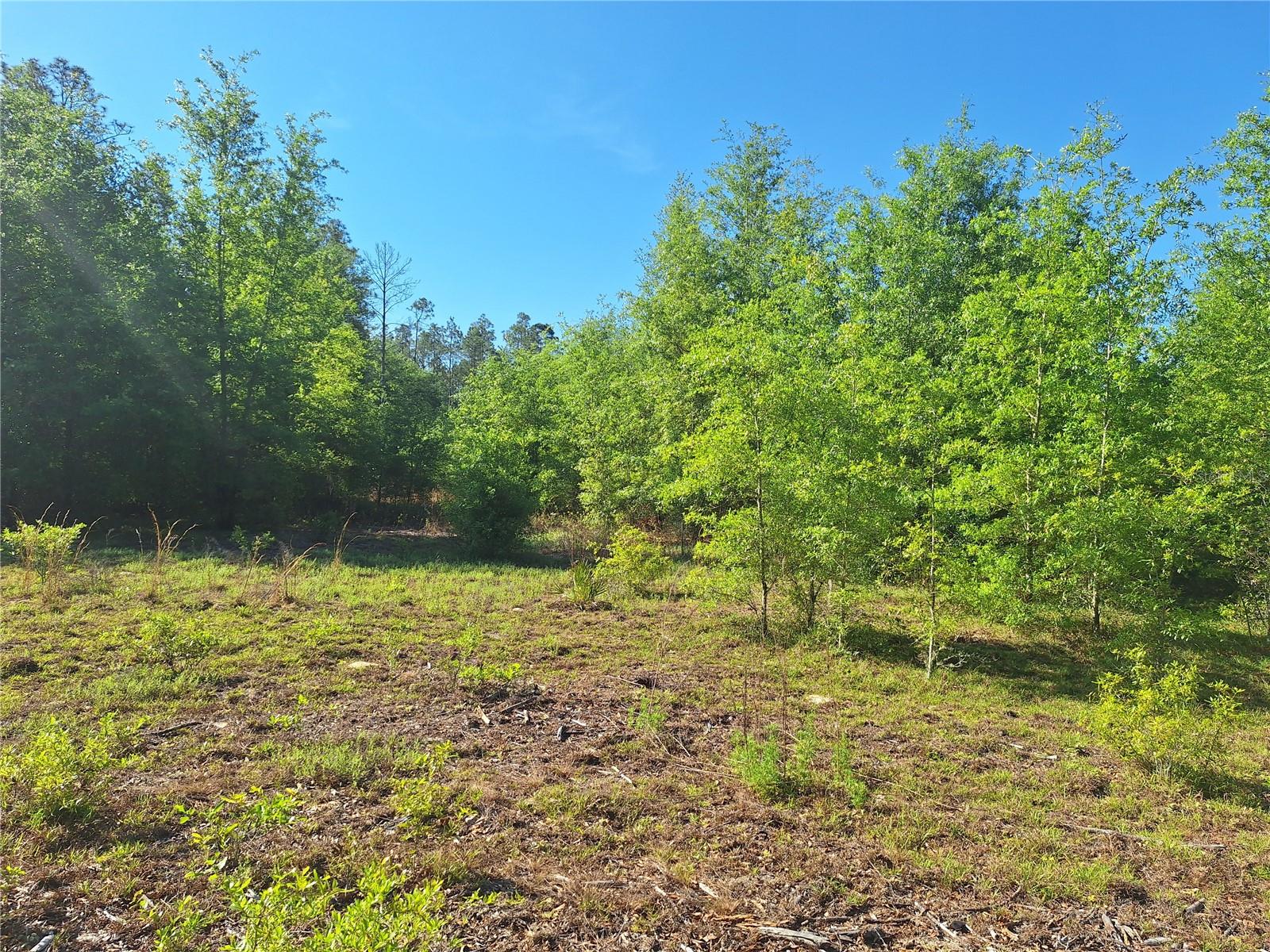 Image 19 of 24 For Tbd 000 998th Avenue