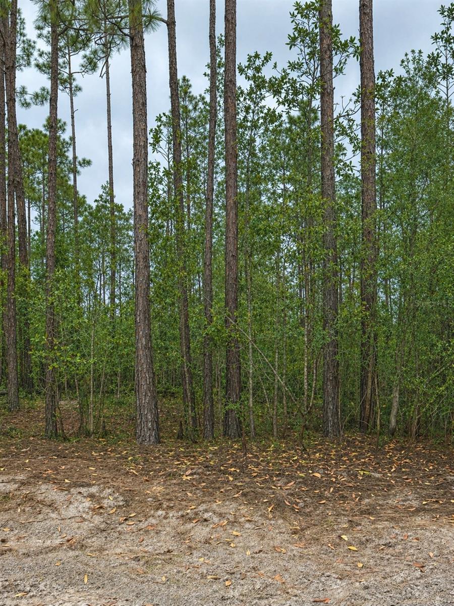 Details for Tbd 2nd Avenue, PALATKA, FL 32177