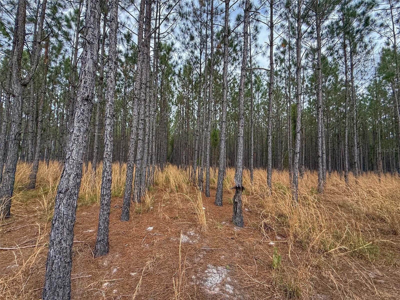 Image 2 of 7 For Tbd Pearl Fletcher Road