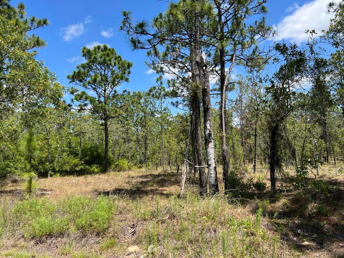 Details for Amberjack Avenue Lot #33, DUNNELLON, FL 34431