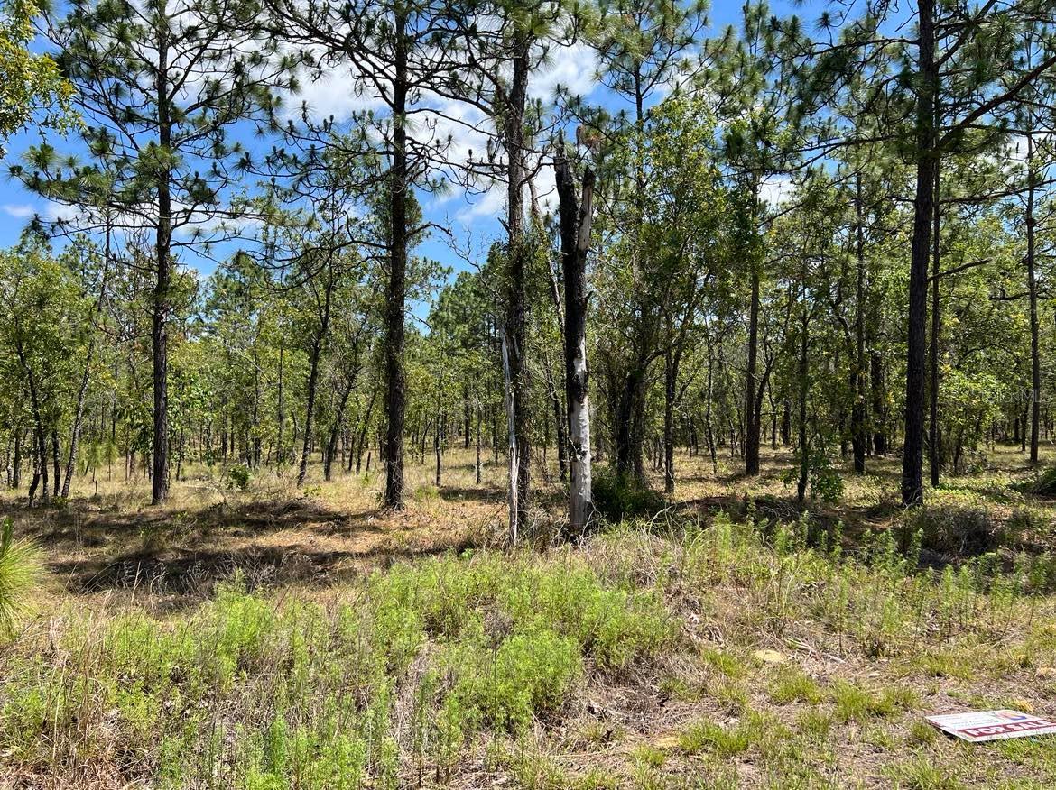 Image 3 of 10 For Amberjack Avenue Lot #33