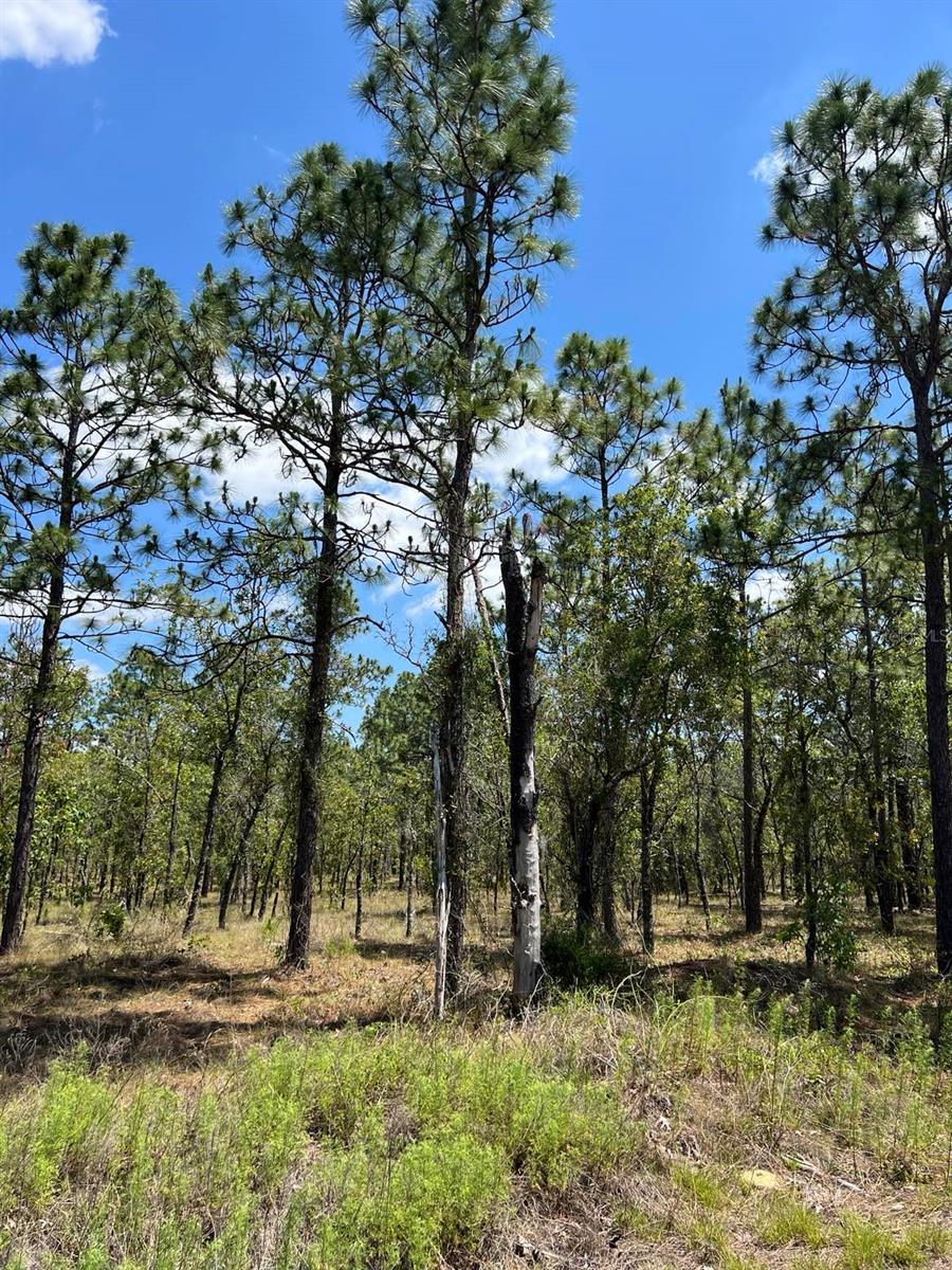 Image 4 of 10 For Amberjack Avenue Lot #33