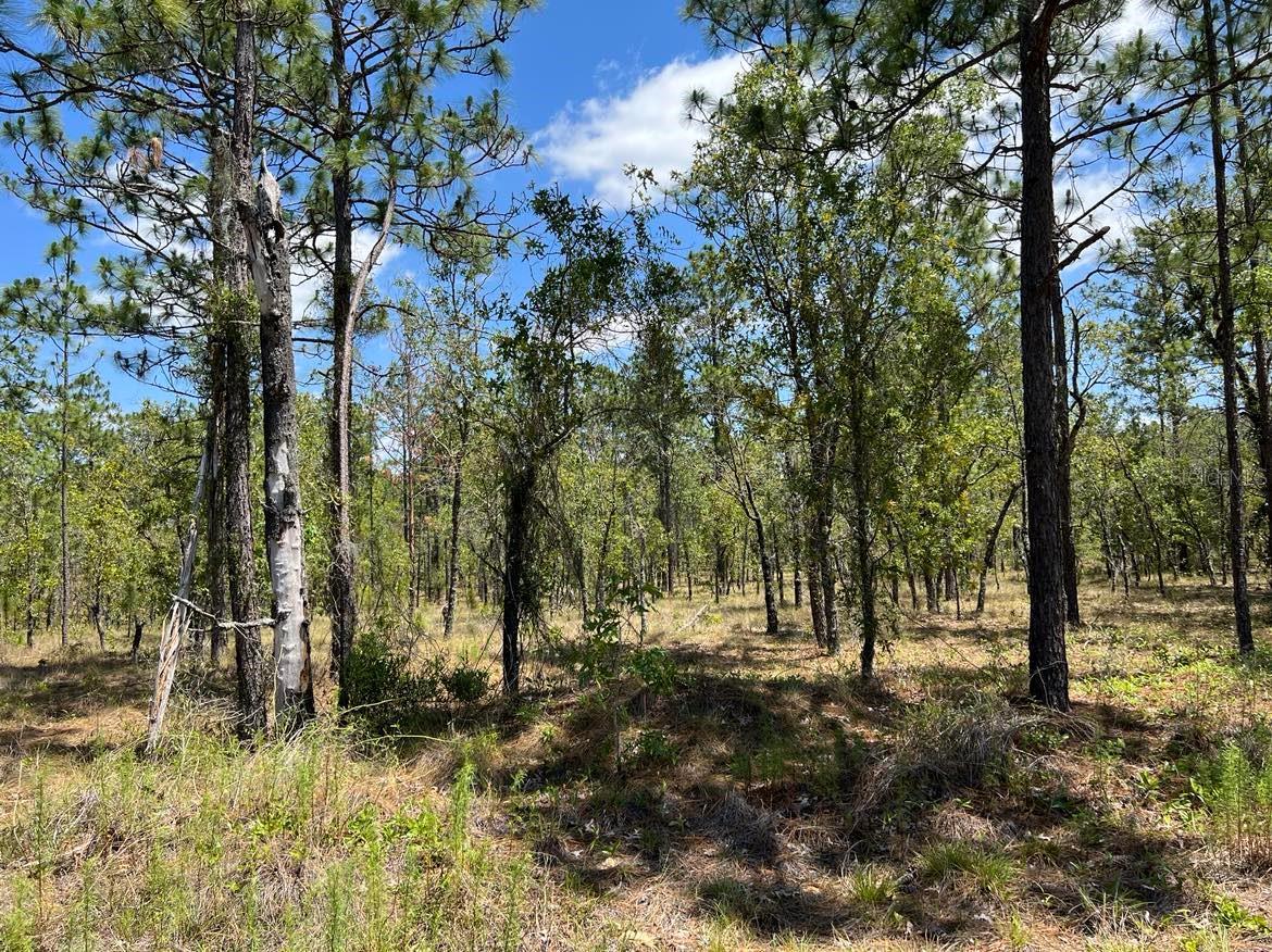 Image 6 of 10 For Amberjack Avenue Lot #33