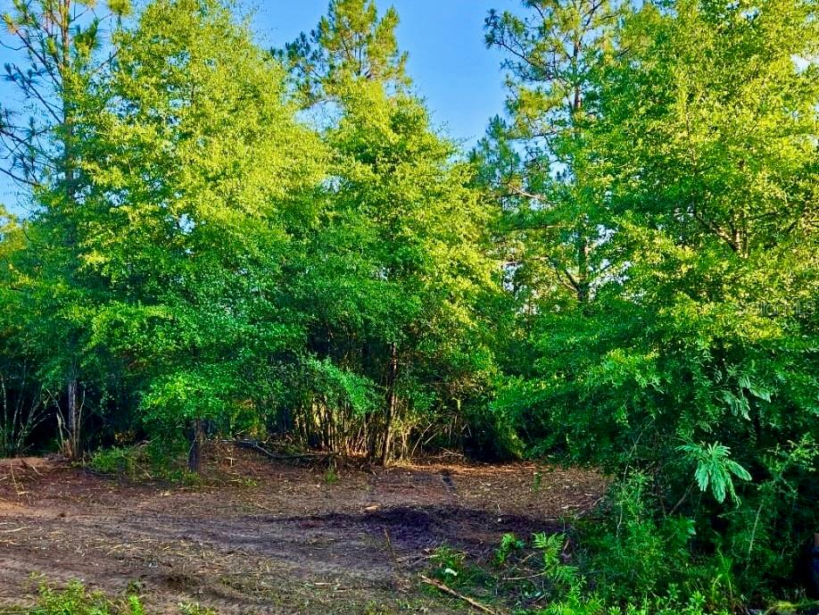 Image 28 of 40 For Pinetree Lane