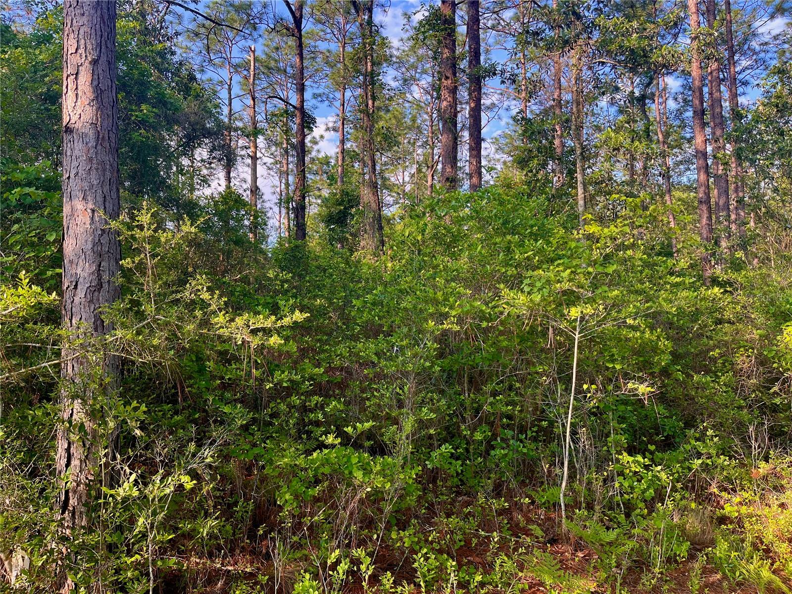 Image 33 of 40 For Pinetree Lane