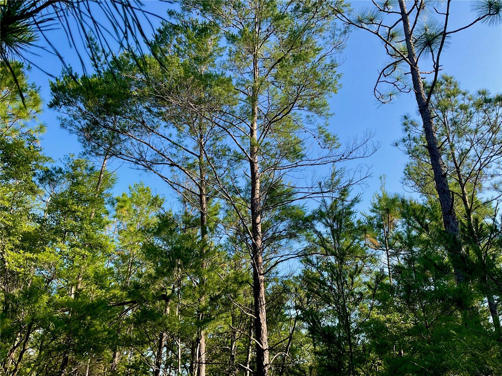 Image 35 of 40 For Pinetree Lane