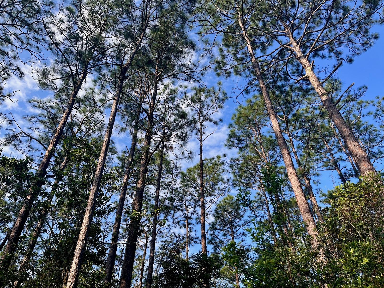 Image 36 of 40 For Pinetree Lane