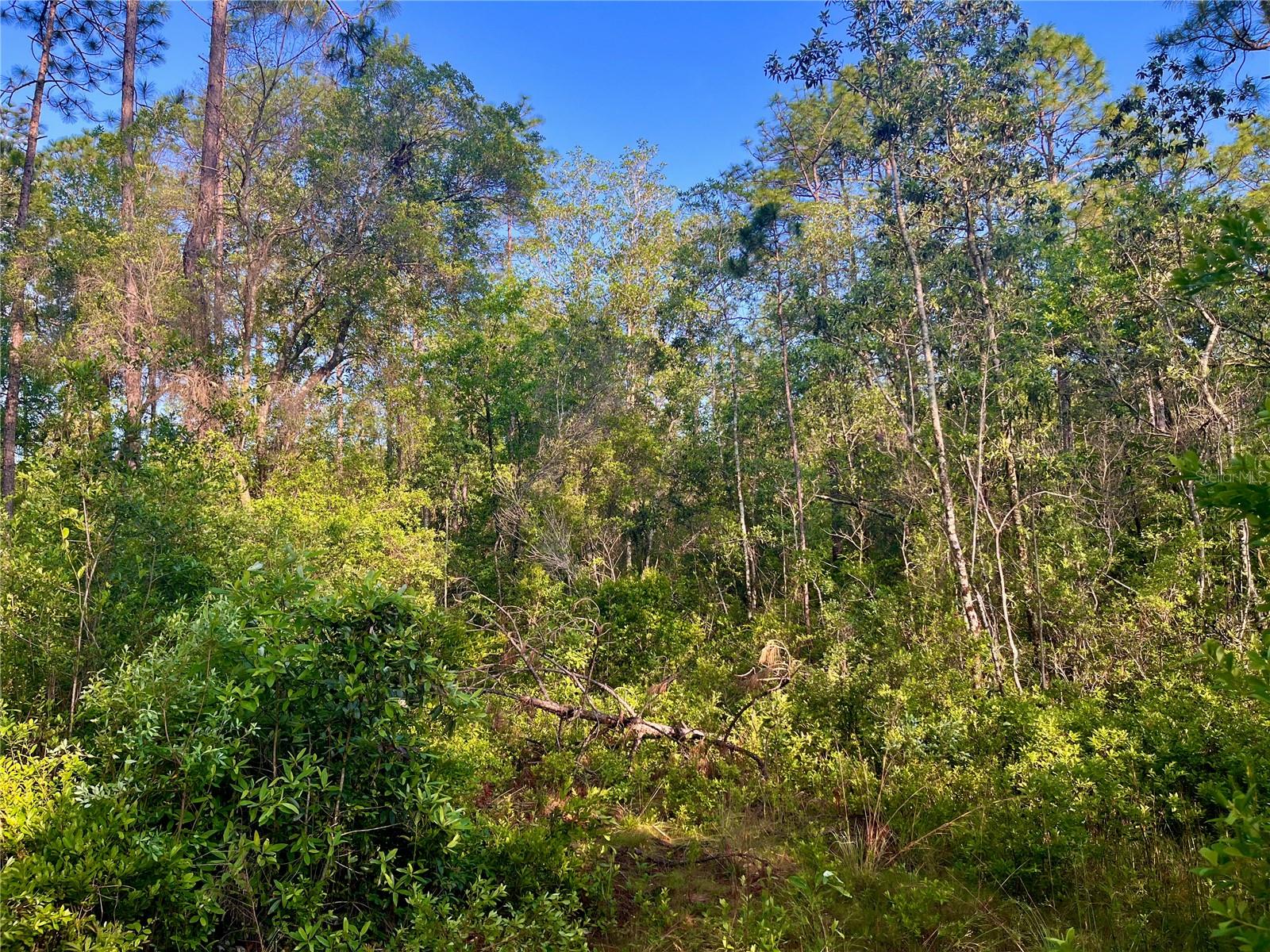 Image 37 of 40 For Pinetree Lane