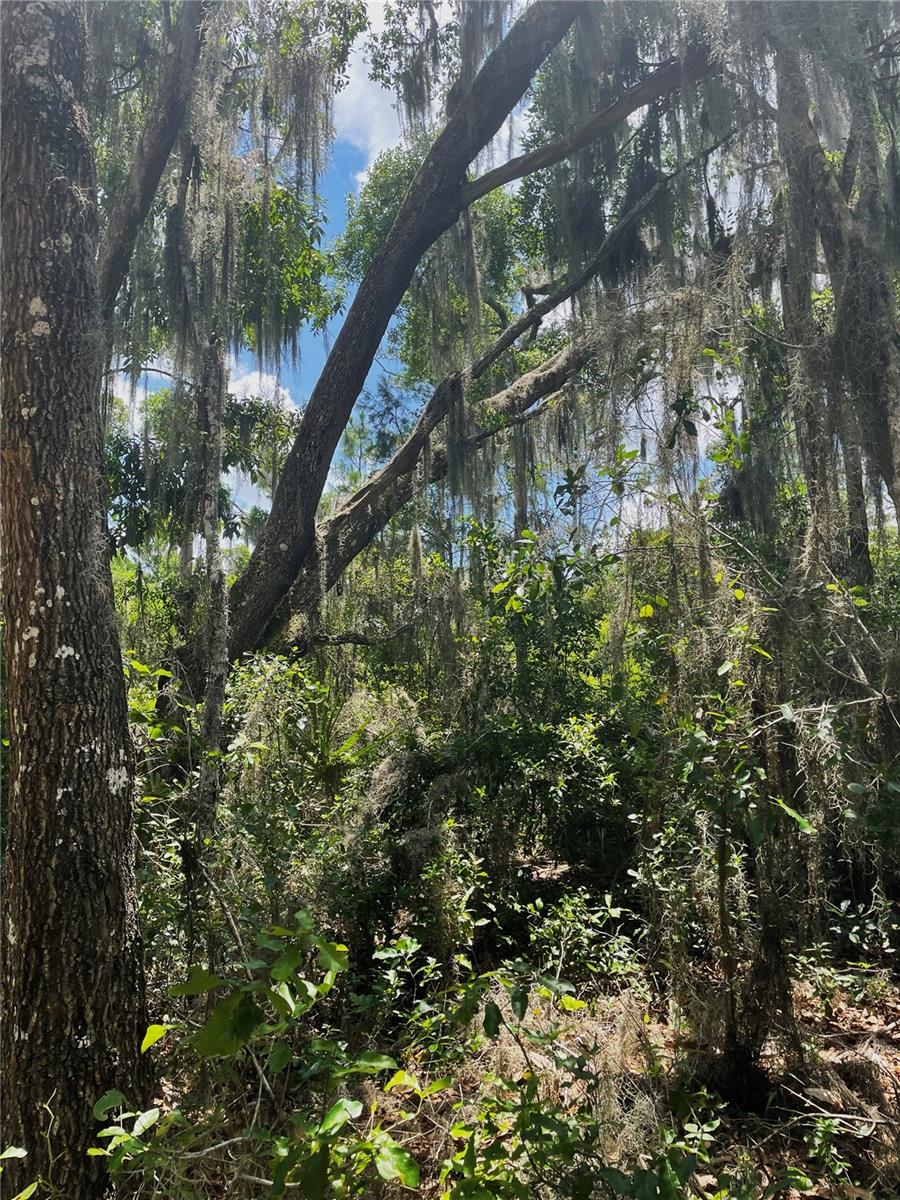 Image 4 of 8 For Lake Dias Cemetery Road