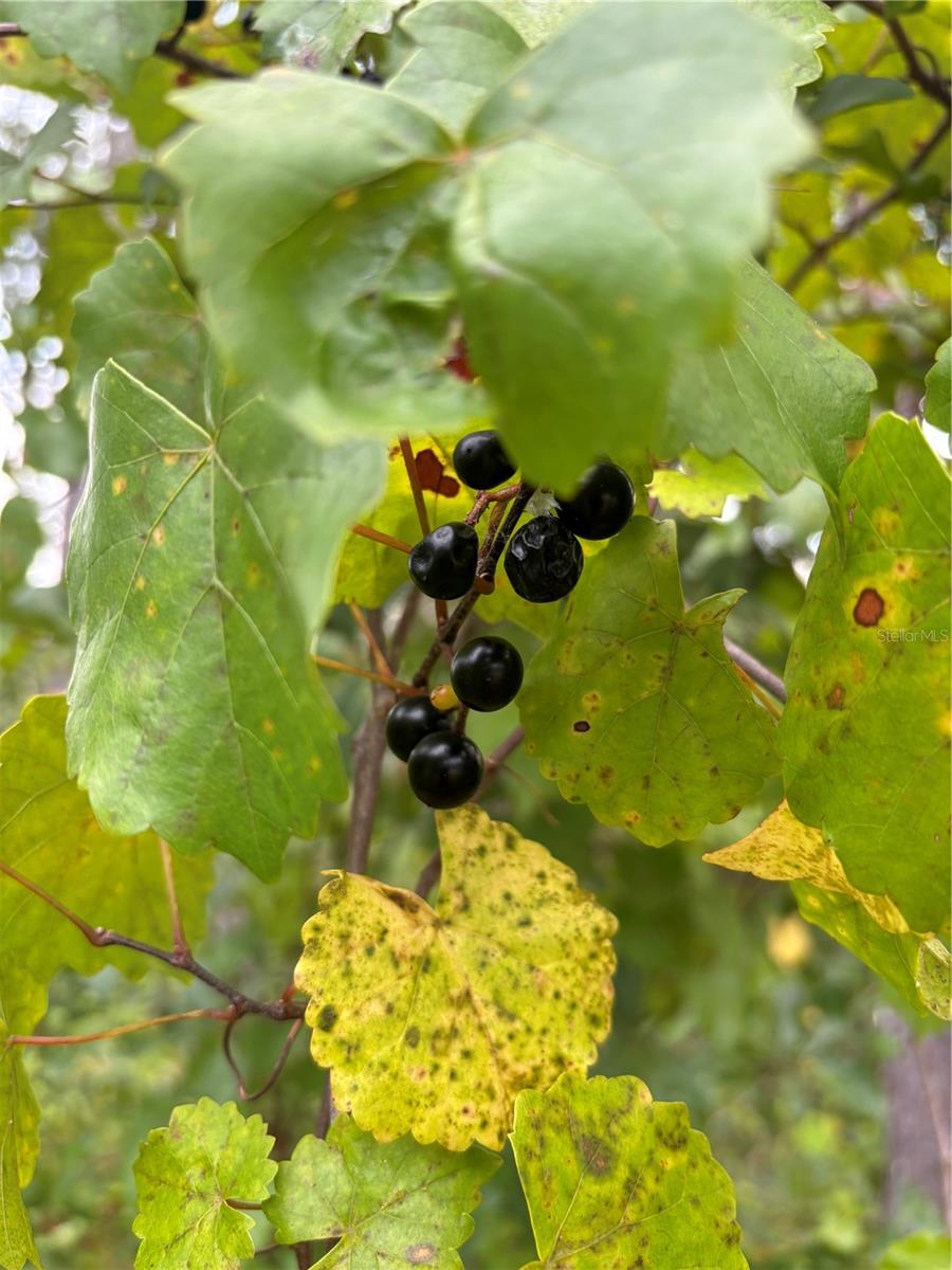 Image 92 of 96 For 4343 State Highway 100