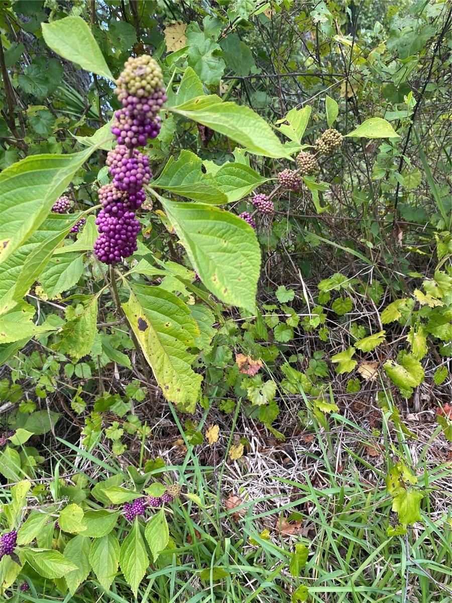 Image 83 of 84 For 49 Louisiana Drive