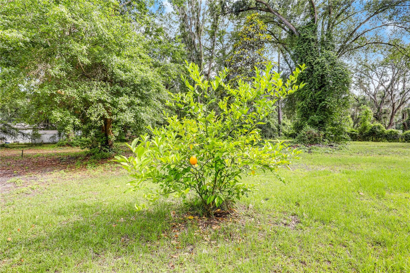 Image 6 of 45 For 95 Conifer Circle