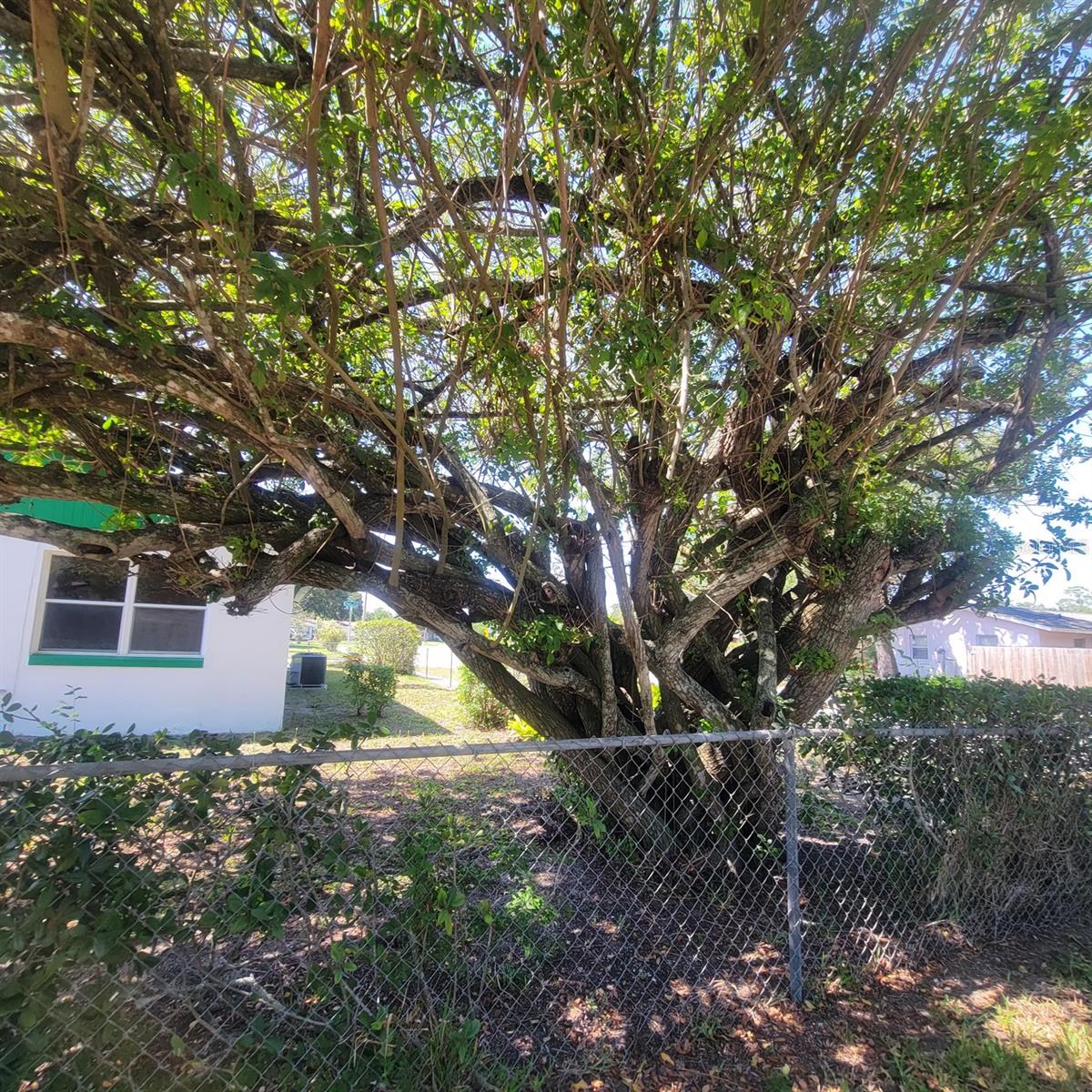 Image 12 of 57 For 741 Ellen Street