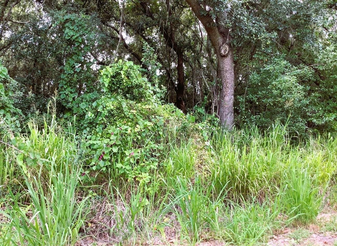Listing Details for  Avalon Road , WINTER GARDEN, FL 34787