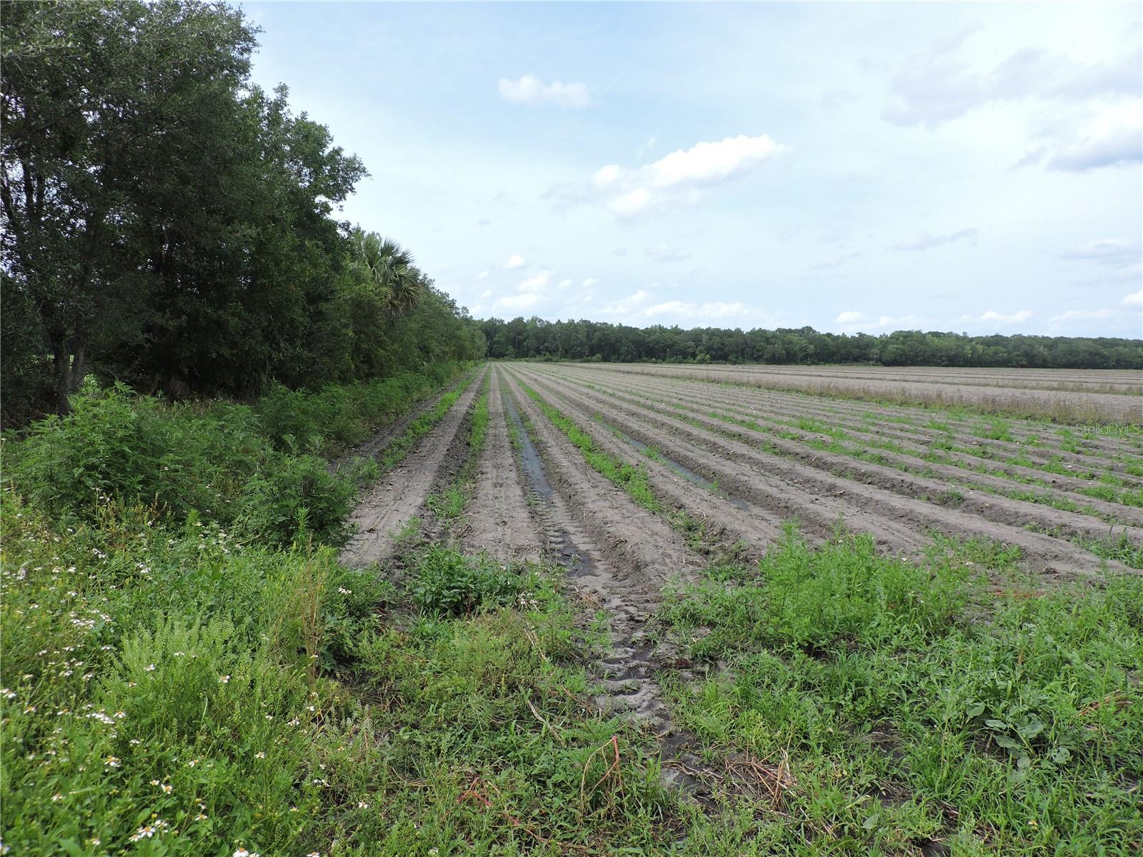 Details for County Road 108 Road, BUNNELL, FL 32110