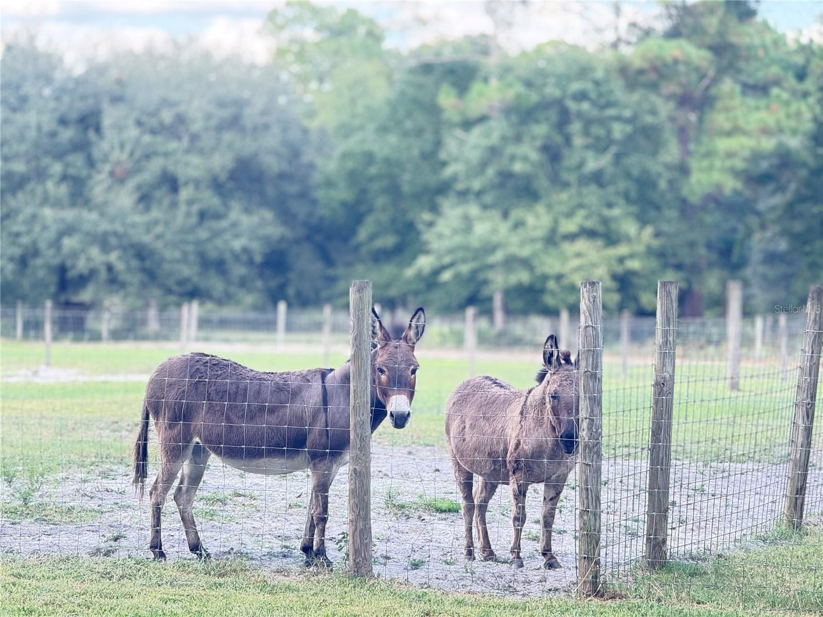 Image 3 of 11 For 4334 Lori Loop Road