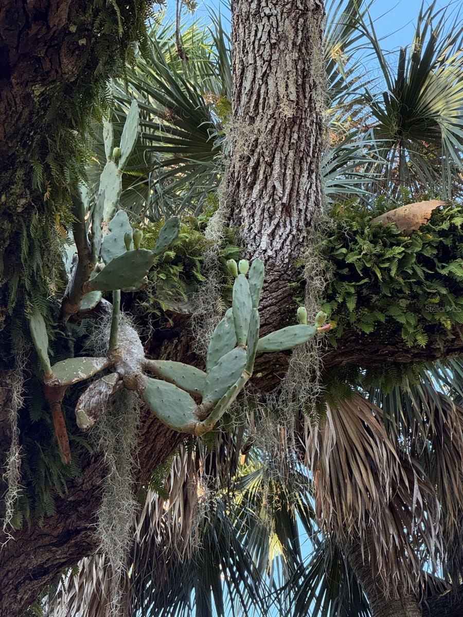 Image 43 of 74 For 15 Debra Drive