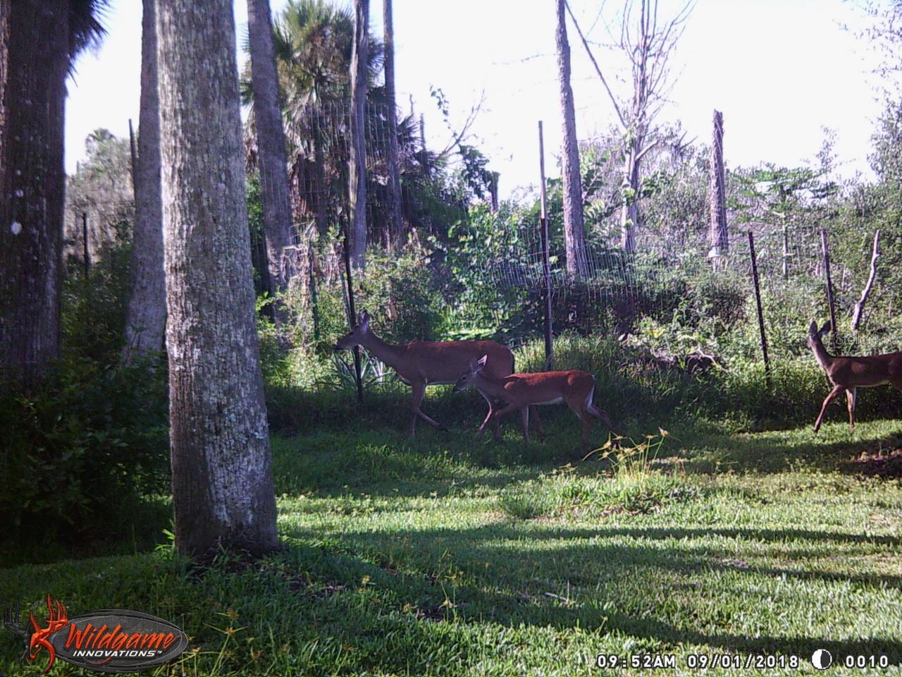Image 27 of 28 For 165 Willow Oak Way