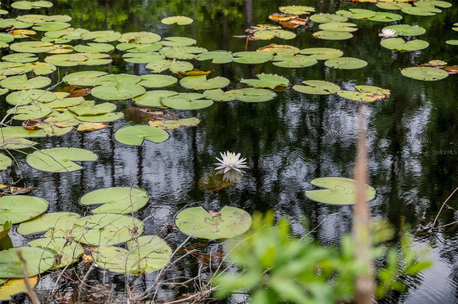 Image 51 of 74 For 133 Seminole Trail