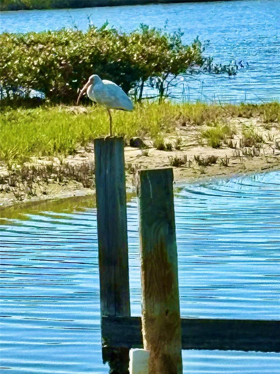 Image 15 of 28 For 75 Ocean Palm Villa S 75