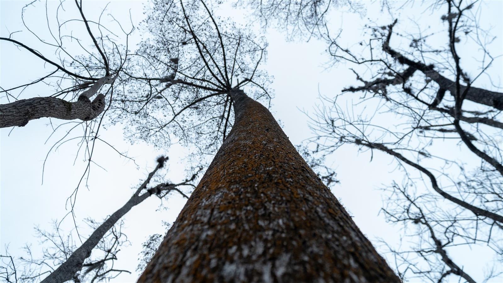 Image 27 of 31 For 155 Fran Lane