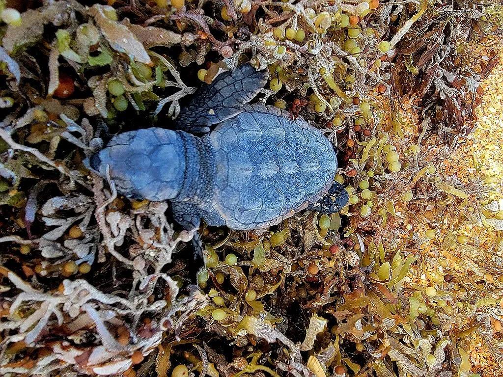 Image 71 of 73 For 1415 Ocean Shore Boulevard 805