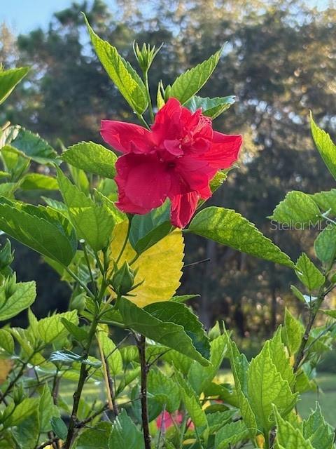 Image 54 of 81 For 20963 Colonial Drive