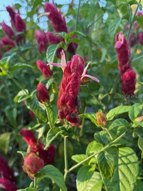 Image 55 of 81 For 20963 Colonial Drive