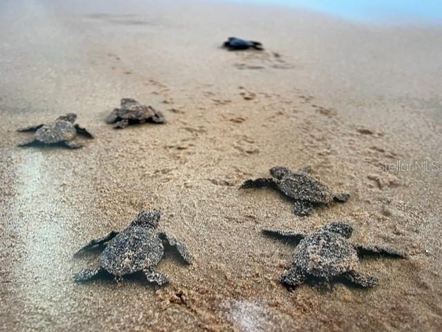 Image 6 of 40 For 16 Viscaya Drive 204