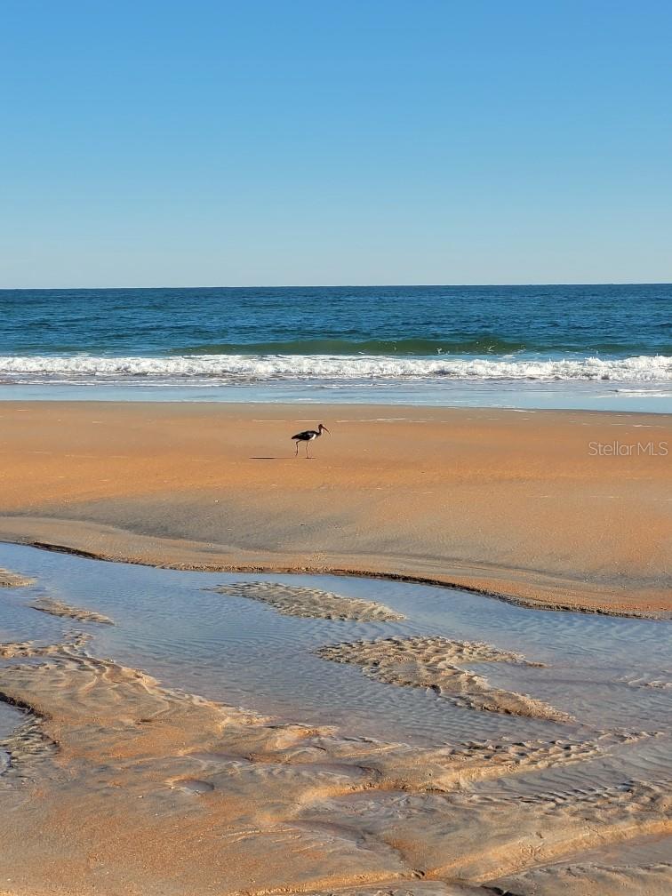 Image 39 of 42 For 1 Ocean Palm Villa N