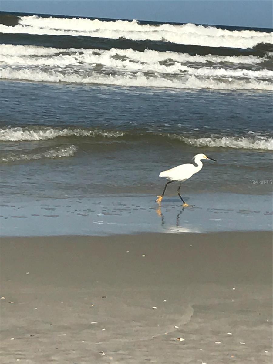 Image 41 of 64 For 600 Cinnamon Beach Way 531