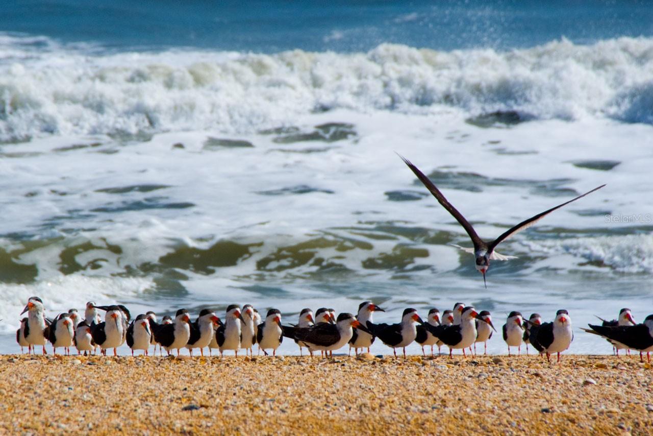 Image 62 of 63 For 125 Island Hammock Way