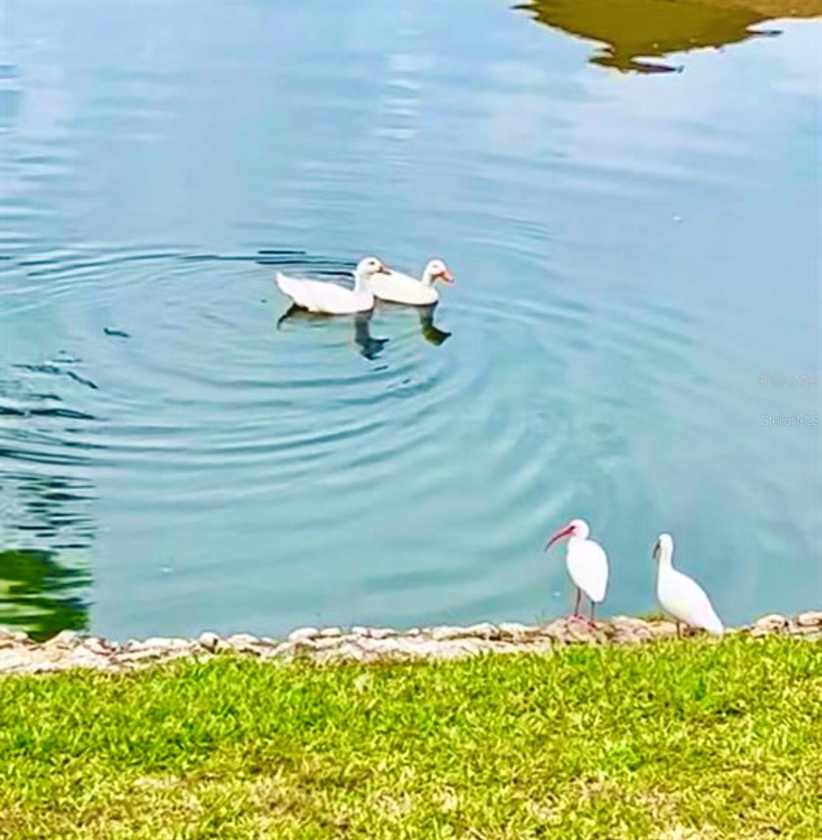 Image 52 of 52 For 6 Salisbury Court 6