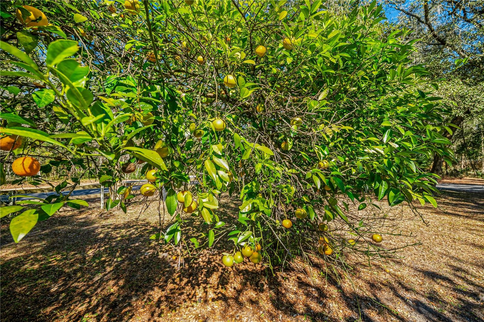 Image 60 of 68 For 2950 Kings Road