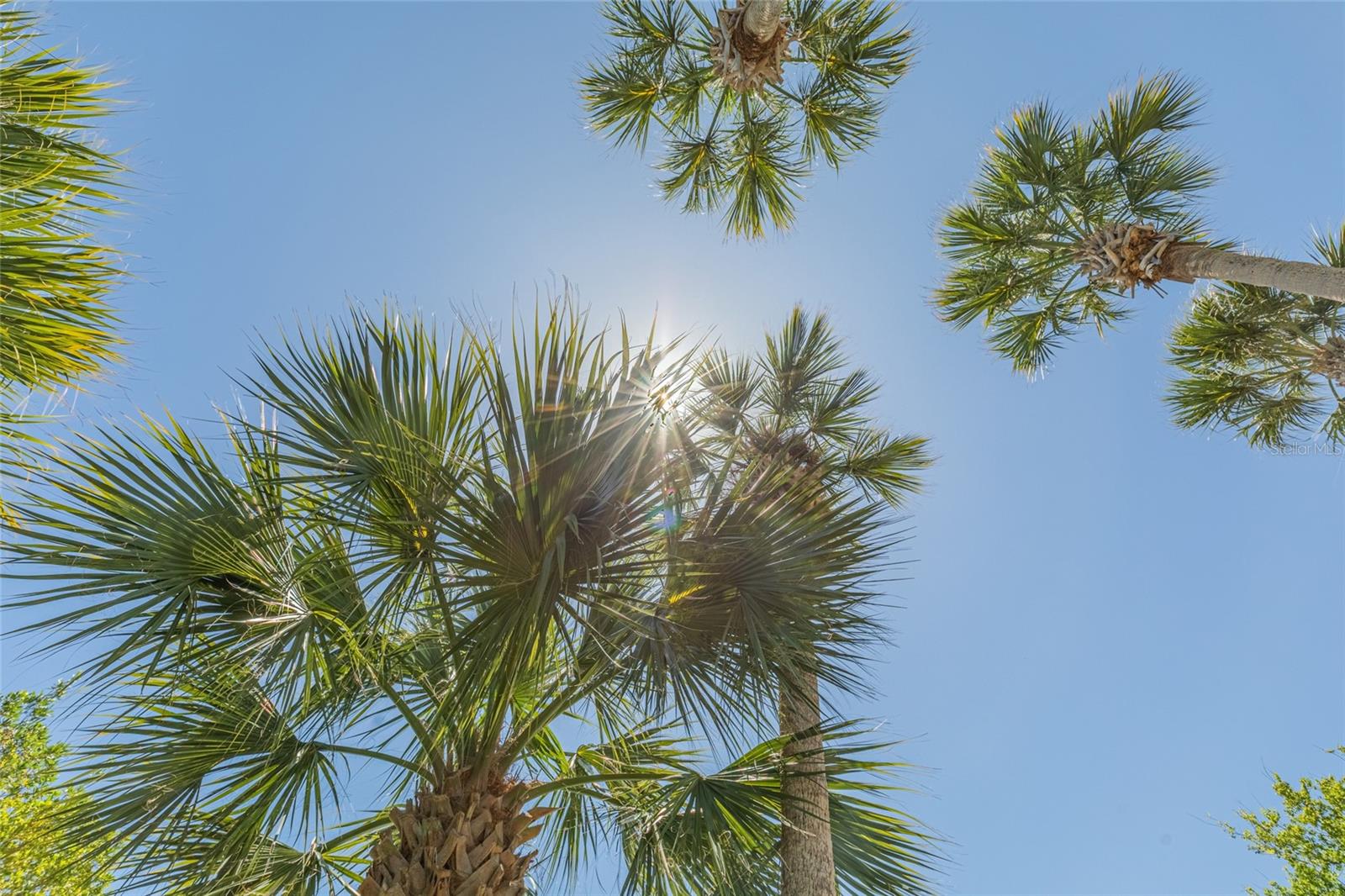 Image 44 of 50 For 1200 Canopy Walk Lane 1233