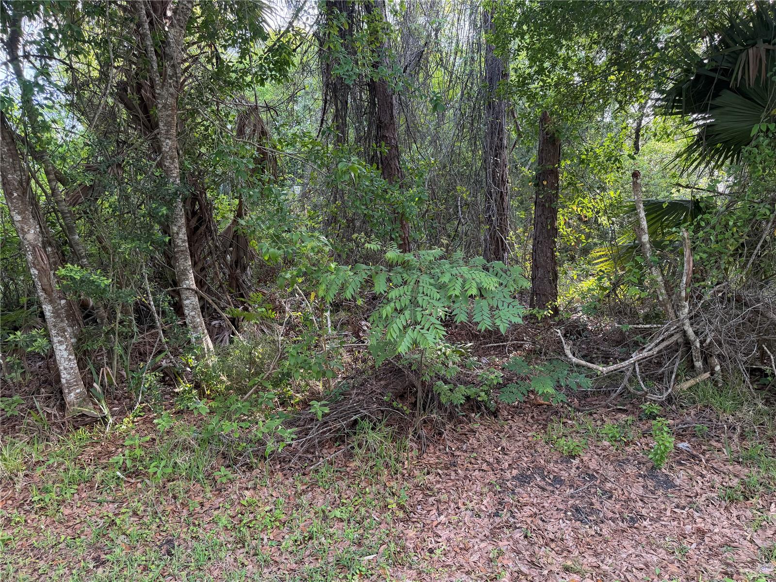 Image 3 of 6 For 11 Patrick Place