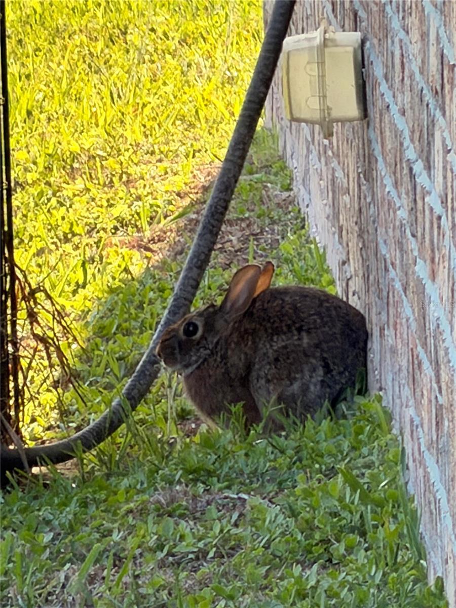 Image 21 of 21 For 31 Russkin Lane