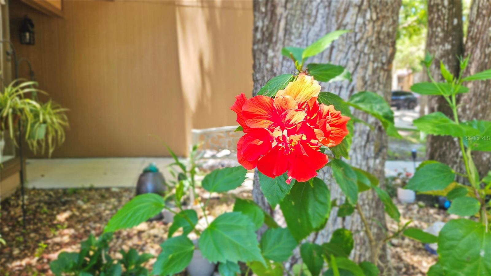 Image 38 of 39 For 21 Mid Pines Circle