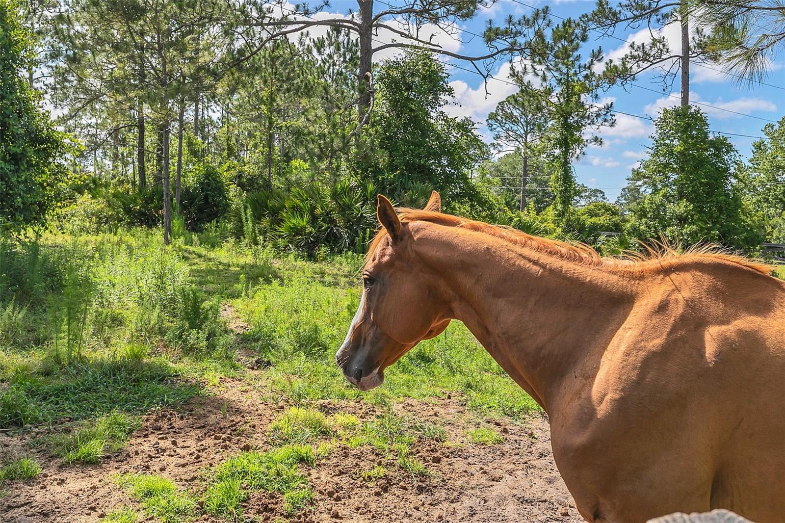 Image 48 of 67 For 4175 Saddle Club Drive