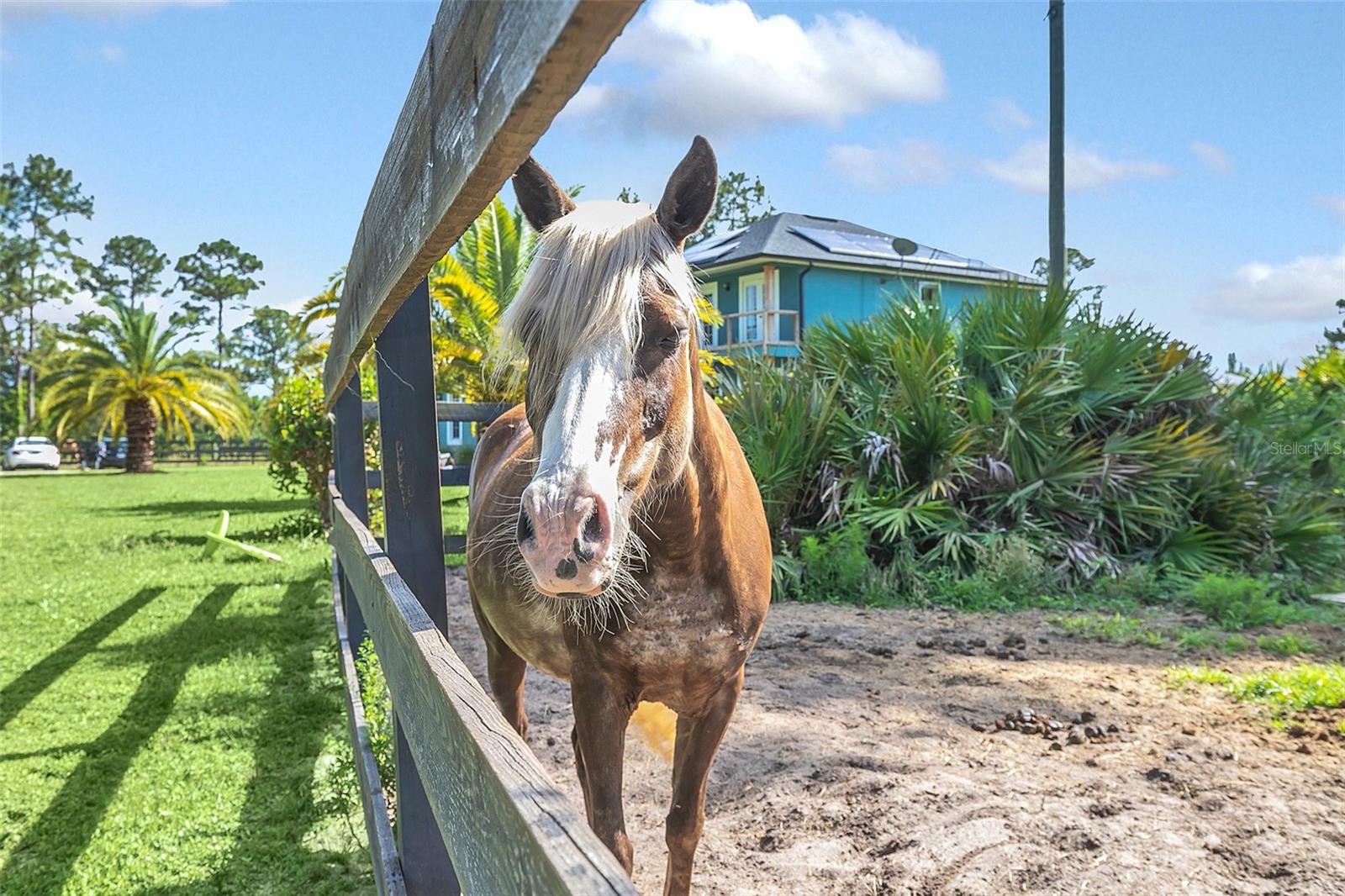 Image 49 of 67 For 4175 Saddle Club Drive